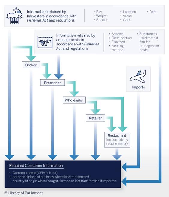 The figure illustrates farmed and wild-caught fish and seafood product traceability in the Canadian supply chain. Information retained by harvesters in accordance with the Fisheries Act and regulations include the size, weight, species name, capture location, vessel, fishing gear used, and capture date. Information retained by aquaculturists comprise the species name, farm location, fish feed, farming method, and substances used to treat fish for pathogens or pests. The figure shows the different supply chain participants including brokers, processors, wholesalers, retailers, and restaurants. The current required consumer information comprise the common name according to the CFIA fish list, name and place of business where the product was last transformed, and the country of origin where the product was caught, famed or last transformed if imported.