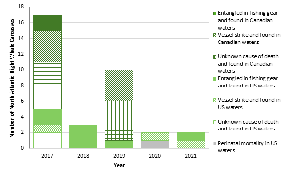 A bar graph showing the cause of death of North Atlantic right whales in Canadian and American waters between 2017 and 2022. In cases where causes of mortality are known, they are entanglement in fishing gear, vessel strikes and perinatal mortality. In 2017, seven North Atlantic right whales were found dead in U.S. waters and 12 were found dead in Canadian waters. In 2019, 10 North Atlantic right whales were found dead. In 2018, 2020 and 2021, between two and three North Atlantic right whale carcasses were found.