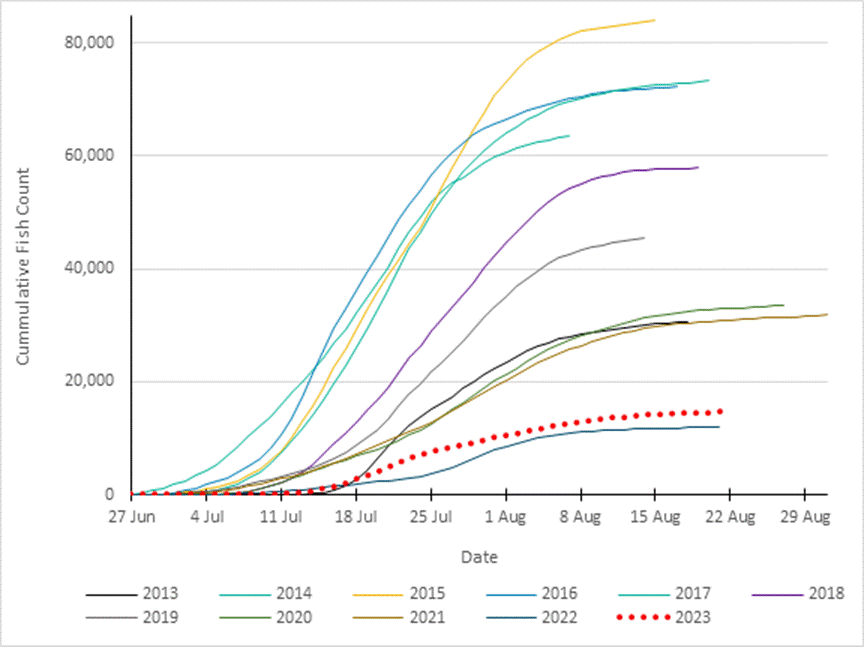 A line chart of the cumulative daily passage of Chinook salmon at the Eagle sonar at the Canada/US border between 2013 and 2013. Each year, Chinook salmon arrived at the sonar station between the end of June and the end of August. The highest cumulative total is of over 80,000 in 2015. The general trend is of fewer detections in more recent years. Over the course of the 2023 season, fewer than 20,000 Chinook salmon were detected.