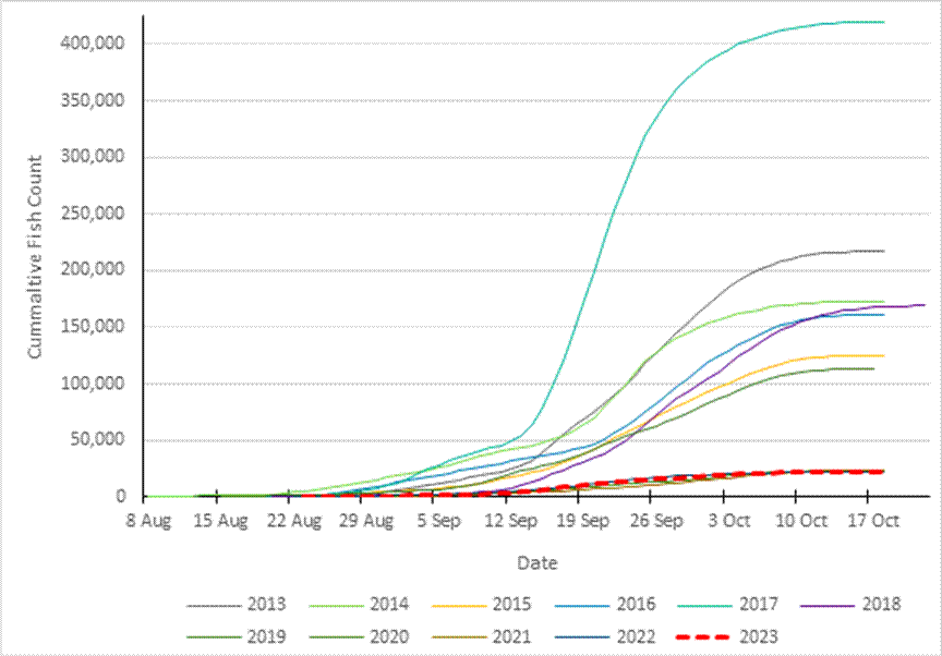 A line chart of the cumulative daily passage of fall Chum salmon at the Eagle sonar at the Canada/US border between 2013 and 2013. Each year, fall Chum salmon arrived at the sonar station between early August and mid-October. The highest cumulative total is of over 400,000 in 2017. The general trend is of fewer detections in more recent years. Over the course of the 2023 season, approximately 25,000 Chum salmon were detected.